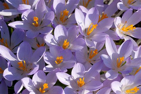 Lila Dalmatiner Krokus Crocus Bild Kaufen