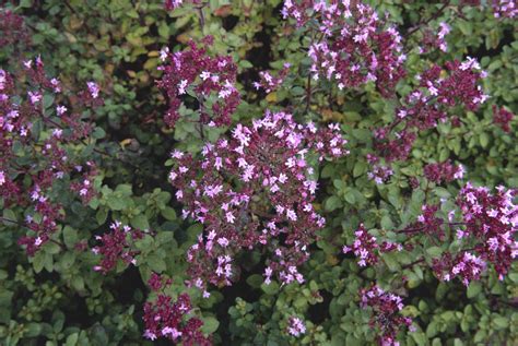 Origanum Vulgare Compactum Compact Marjoram Rhs Gardening