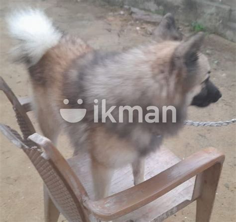 Lion Pomeranian For Sale In Kilinochchi City Ikman