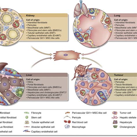 Function And Crosstalk Of Myofibroblasts In Fibrotic Microenvironment