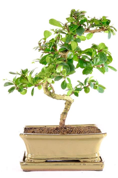 Serpentine Flowering Indoor Bonsai Neutral Olive Coloured Pot