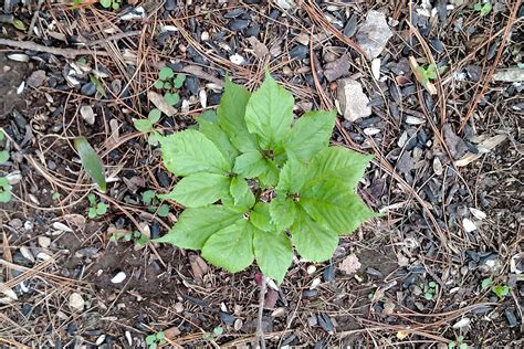 The Roots And Remedies Of Ginseng Poaching Smithsonian Folklife Festival