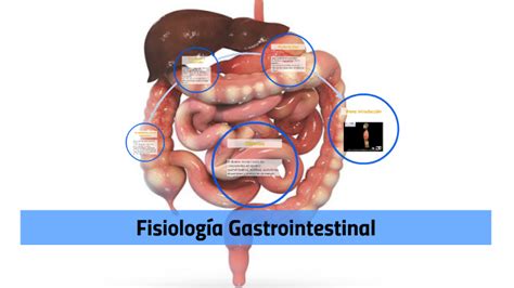 Fisiolog A Gastrointestinal By Luis Eduardo Espinosa Arellano On Prezi Next