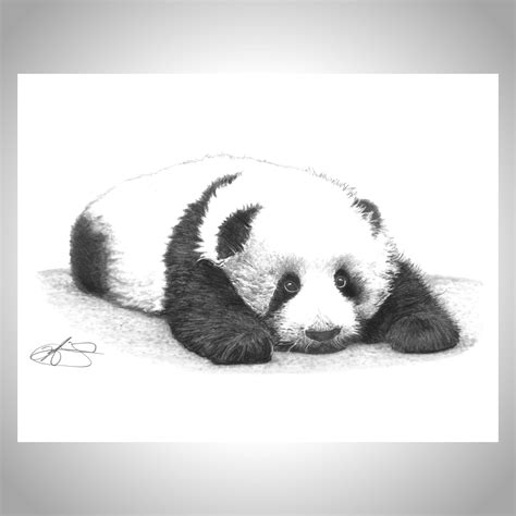 Baby Panda Drawing