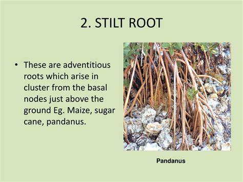 Ppt Morphology Of Flowering Plants Root System Types And Functions Powerpoint Presentation