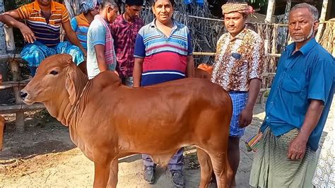 আজ ১৭ সেপ্টেম্বর চট্টগ্রামের ব্যবসায়ী কেমন দামে শাহীওয়াল জাতের ষাঁড় বাছুর গরু কিনলেন