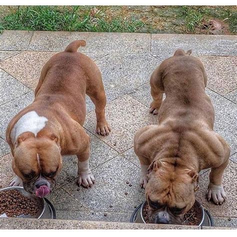 Pin De 🥵🥵 En Pines Creados Por Ti Razas De Perros Pitbull Perros Musculosos Perro Mejor Amigo