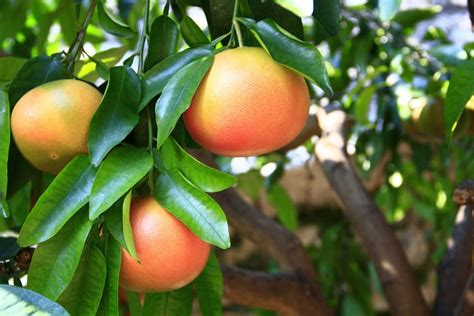 Coltivare Il Pompelmo In Giardino Caratteristiche Variet E Quando Si