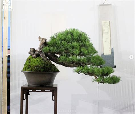 Scots Pine Bonsai By Caz Bonsai At The Swindon Winter Image Show 2023