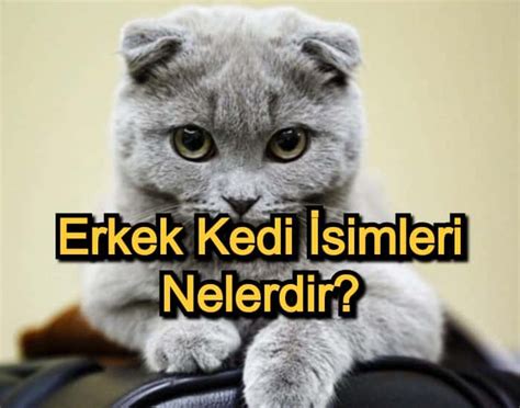 Erkek Kedi Simleri Pop Ler Ve Anlaml Erkek Kedi Simleri