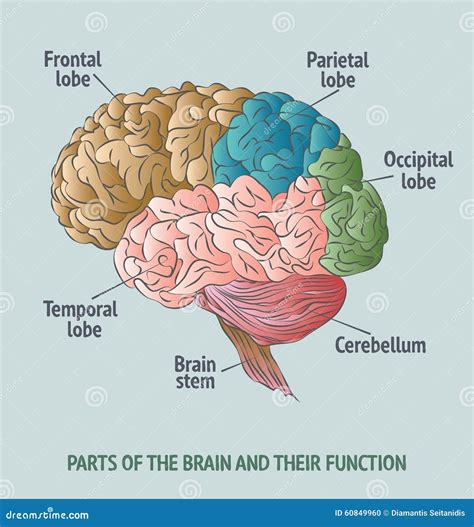 Partes Del Cerebro Humano