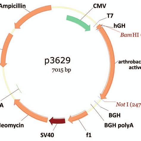 Schematic Representation Of Expression Plasmid P3629 Used To Express