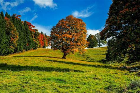 Arbre Fond d écran HD Arrière Plan 3000x2000 ID 942780