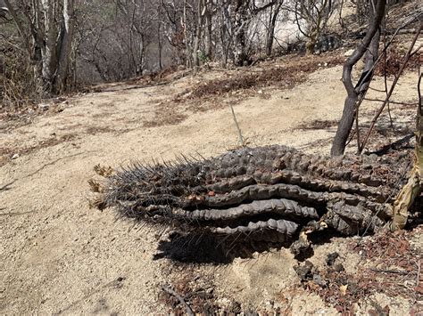 Ferocactus Townsendianus In July 2023 By Ariel Hammond Not Exact