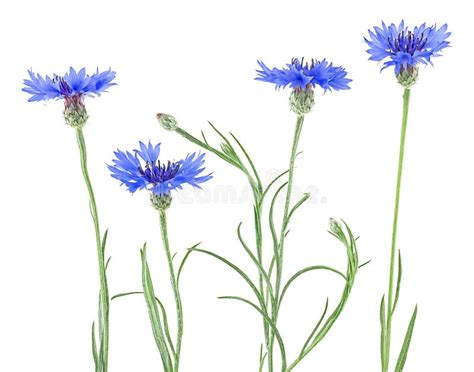 Set Of Blue Flowers Of Knapweed Isolated On White Background Centaurea