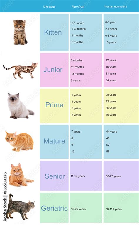 Cat Age Chart Cat Age Chart Dog Health Problems Cat Ages Atelier