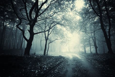 Creepy Woods Haunted Forest