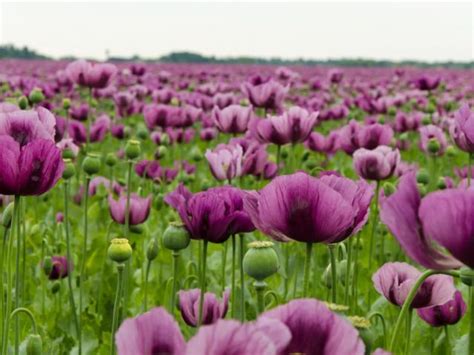 Remembrance Day 2021 What Do The Different Coloured Poppies Mean