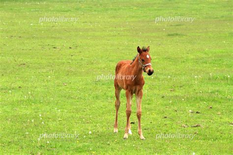 北海道の牧場 草を食べる馬 写真素材 2641504 フォトライブラリー Photolibrary