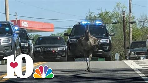 Video Only Harriman Police Chase Escaped Emu Youtube