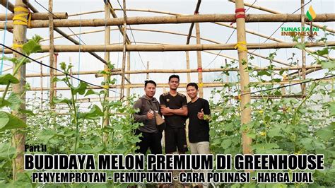 BUDIDAYA MELON PREMIUM DI GREENHOUSE USAHA PERTANIAN MENJANJIKAN