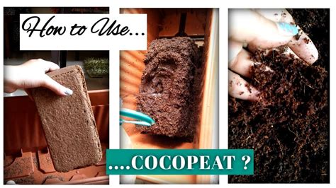 Main Part Of Soilless Gardening What Is Cocopeat How You Can Use It To