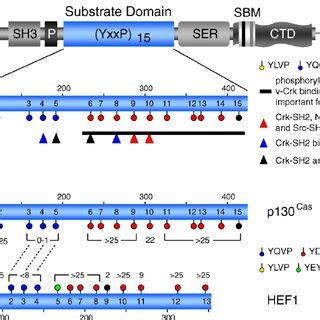 Representation Of The Yxxp Motifs In The P Cas And Hef Substrate