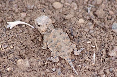 Horned Toad Lesson Baby