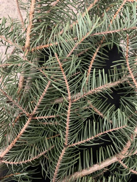 Which Coniferous Tree is this? : r/PlantIdentification