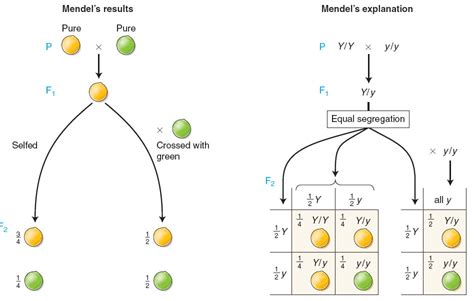 Mendel S Laws Of Inheritance And Chromosomal Theory Of Inheritance Science Vision