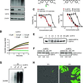 B Ap Inhibits Deubiquitinase Activity And Proteasome Function A