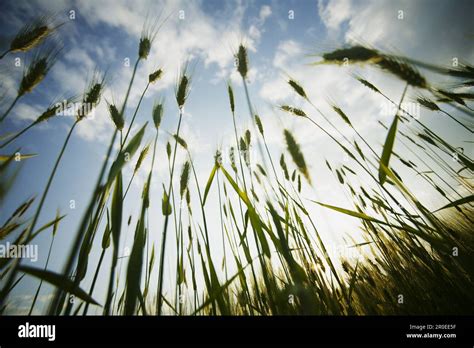 Corn-field with sky, Corn-field with sky, Corn-field with sky, Nature ...