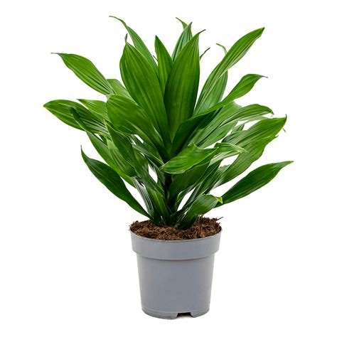 Dracaena Fragrans Green Jewel Eenvoudig En Snel Online Bestellen