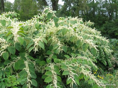 Japanese Knotweed Friend Or Foe Is It Taking Over Your Property How