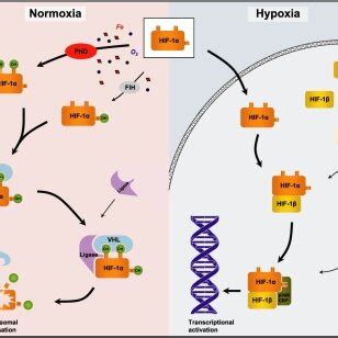 Schematic Representation Of The PHD VHL HIF Axis The Hypoxia Inducible