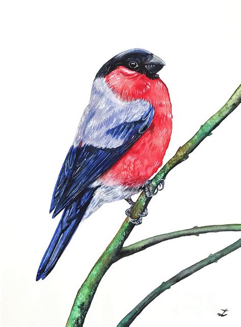 Bullfinch Painting By Zaira Dzhaubaeva Fine Art America