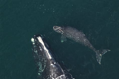 Saving whales, one rope at a time | Dialogue Earth