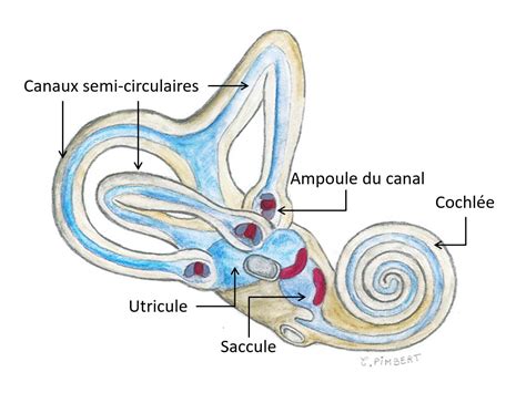 Qu est ce que l audition L implant cochléaire