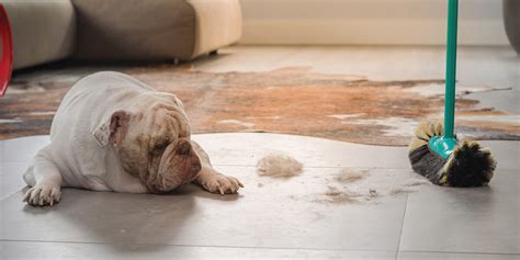 Dicas de limpeza para quem tem cão em casa Amo Vira Lata