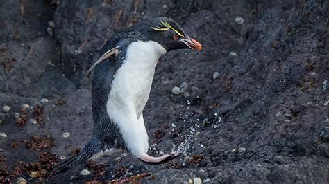 All You Need to Know About the Cute Little Rockhopper Penguin