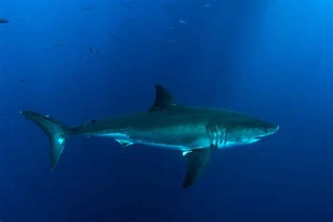 Endangered Sharks: A Crisis in Our Oceans - Nature Roamer