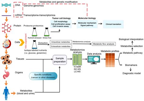 Functional Genomics An Overview Sciencedirect Topics 54 Off