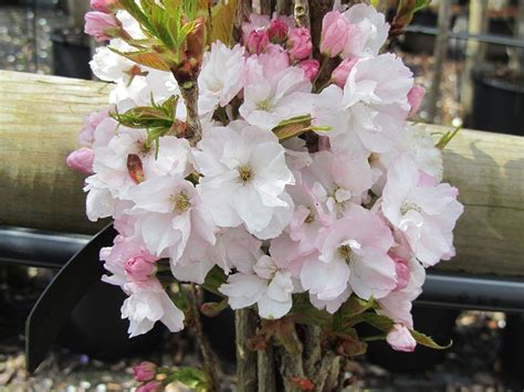 Lombardy Cherry Prunus Amanogawa Chew Valley Trees Prunus Small