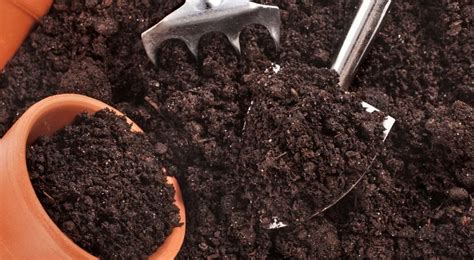 Как Продезинфицировать Землю Перед Посадкой Рассады? (5 способов)