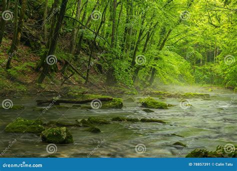 Beautiful Scenery In The Mountains With Lush Green Foliage In Spring