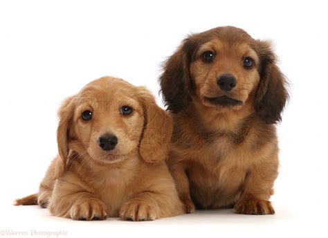 Dogs Dachshund Puppies 7 Weeks Old Photo Wp48023