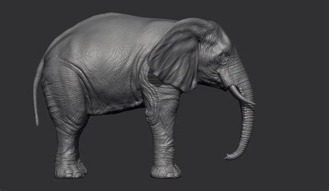 Animals Modeling on Behance