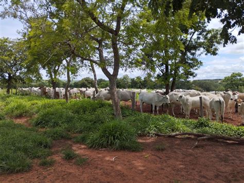 Fazenda em Coxim Mato Grosso do Sul MS Pecuária 265 Hec