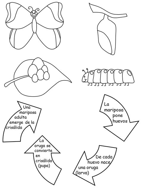 Template Ciclo De Vida De La Mariposa Ciclos De Vida Imprimir Sobres