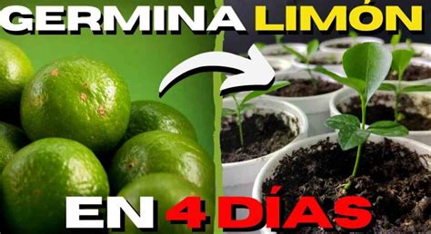 ¿cómo Plantar Un Limonero En Casa Tu Guía Práctica Para Hacerlo De Manera Fácil Y Sencilla